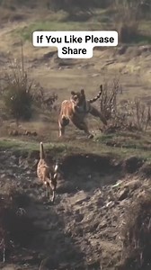 2K reactions · 51 shares | Kanha National Park @topfans @followers # #fbreels #fbreelsviral #reelsfypシ #facebookreels #youtubeshorts #instareels #tigercat #kanha #TigerRoar #kanhatigerreserve #reelsfb #reelsviral #reelsvideo #reels #wildlife #ytshorts #FacebookReelsContest #facebookpost #trending #fb #fbreelsfypシ゚viral #fbyシviral #photochallenge #cute #fypシ゚ #cr7 #fypシ゚viral #reels #food #ytshorts | Kanha National Park | Facebook