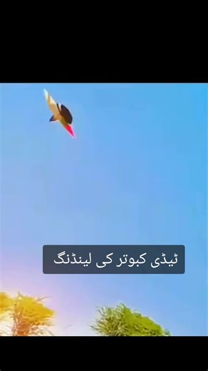 dear TikTok team please under review my vedio ❎#اپناشوق✌️🔥 #foryoupage