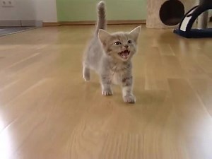 3.5M views · 92K shares | Cute munchkin baby kitten talks too much | Happy Pets Club | Facebook