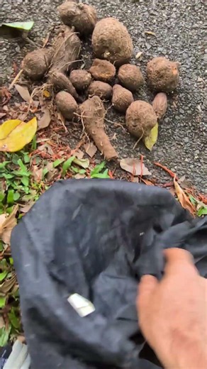 Yam Digging Event 🪏🥔