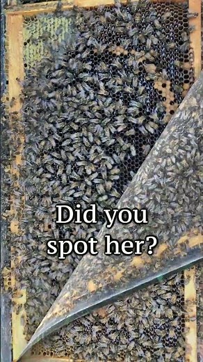 Find the Queen Bee Challenge! #honeybees #beekeeping