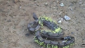 5.3K views · 53 reactions | Schlange bereut Angriff auf Stachelschwein: Eine Würgeschlange versuchte ein Stachelschwein zu erbeuten. Das war ein Fehler, denn sie ist nun am ganzen Körper mit Stacheln übersät. baz.ch/video | Basler Zeitung | Facebook