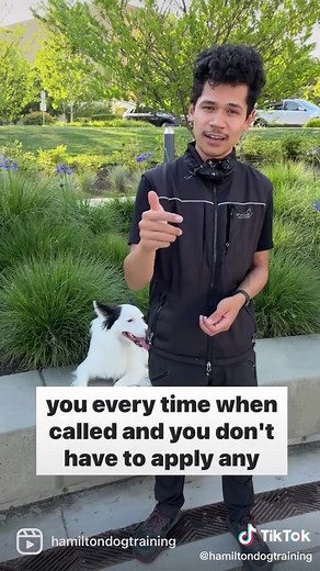 Understanding Dog Recall: Training Tips and Advice