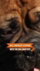 The Origins of the Bullmastiff #reels #doglovers #dogbreeds #bullmastiff | Dogumentary TV