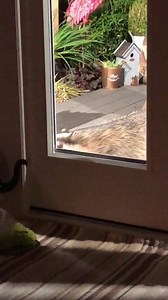 Yes I know I’m late 😬🐾🐾❤️ | Mr Lumpy & Friends.