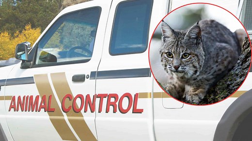 Bobcats: Can You Keep One as a Pet?