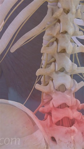 34K views · 264 reactions | Need relief from lower back pain?  In this video, we break down L5-S1 Degenerative Disc Disease, its symptoms, causes, and treatment options including exercises, physical therapy, and lifestyle tips to help manage pain and improve mobility. 律‍♂️ Whether you’re dealing with chronic back pain, sciatica, or spinal degeneration, this guide is for you! | Spine-health | Facebook