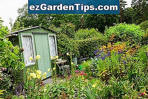 Îngrijirea unei fabrici Kniphofia Flamenco 🌱 Sfaturi Grădinari - Ro.ezGardenTips.com