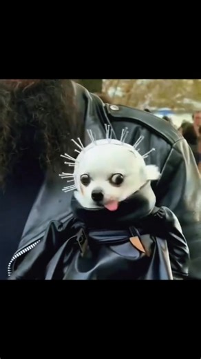 Happy Halloween featuring some of the best pet costumes life has to offer. Drop a picture of your furry friends costume! #halloween #costumes #petcostumes #costume #pets 🎥: summerbrownelaughs | A-Z-Animals.com