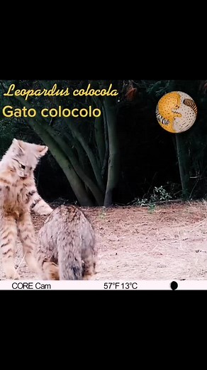 Gatos Colocolo en Chile - Descubre la Fauna Nativa
