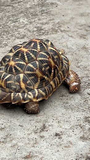 Kachua 🐢 | Today my turtle is angry with me and is going somewhere I don't know #foryou #tortoise