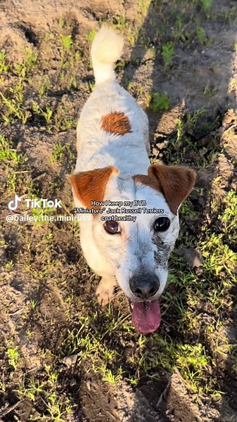 Healthy Care Tips for Miniature Jack Russell Terriers