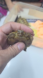 Soft Shell in tortoise 🐢 Calcium & vit D deficiency | Surgvet PETS Hospital