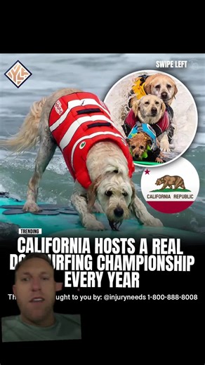 #greenscreen #dogs #surfing