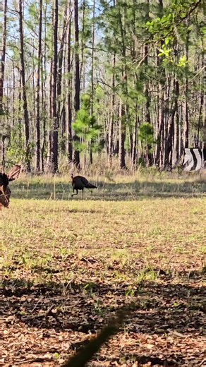 Spring is Here: Embracing the Season of Thunder Chickens