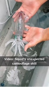 Deep-sea creatures such as squids and octopuses can switch on a “camouflage mode” to hide from predatory fish and have cephalopod skin. Both animals are covered in sacs of a red pigment, called chromatophores, which they can expand or contract at will. Under normal ambient light, the sacs are shrivelled and the animals are largely transparent. (Video: Science girl/Twitter) #Squids #camouflage #cephalopod #SeaCreatures #Nature #LearningNeverStops | India Today