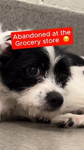 Mini terrier abandoned at Albertsons Grocery FROZEN until I try this.. (Pupdate: Heartwarming moment of Albert with his Forever Family 🥹) | Rocky Kanaka