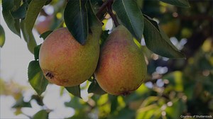 Psychologist Paul Bloom likes to quote St. Augustine— the original bad boy— to illustrate the psychology behind our impulses for naughtiness. | TED Radio Hour