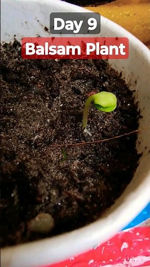 Grow Balsam From Seeds | How to sow Balsam #garden #balsamplant #flowerseed #gardening #flower