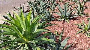 Green aloe cactus with long leaves on the lawn of the park