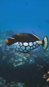 The clown triggerfish (Balistoides conspicillum) is a prominent species found in coral and rocky reef ecosystems. It is distinguished by its striking coloration: a predominantly black body with vibrant yellow lips and large white spots covering the lower portion of its head and body. This vivid patterning not only aids in species recognition but also plays a role in predator deterrence. Due to its visually captivating appearance, the clown triggerfish is highly sought after for public and privat