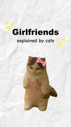 Understanding Cat Behavior Through Animation