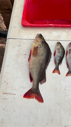 Theo & Stevo’s fishing addiction on Instagram: "The guys Redfin perch from out in the Kayaks ( I caught one from the bank whilst waiting to check the nets) 🎣 🦞 👌. Second horse of a Marron for the trip 🐎 🦞 👌. #fishing #Angryoceanz #marron #redfinperch #freshwaterfishing"