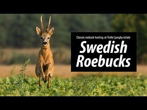 SWEDISH ROEBUCK