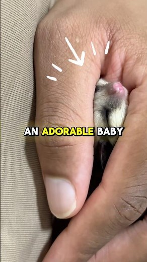 Sleeping Baby Sugar Gliders