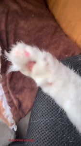 Floofy Toe Beans! 🐾💙😻 | Anakin the Two Legged Miracle Cat