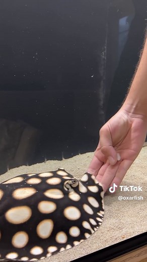 OxarfisH ™ sur TikTok