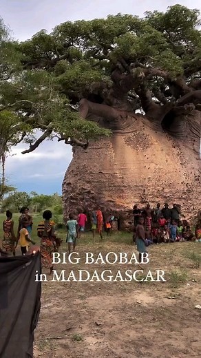 ❤️ CREATOR APPRECIATION: Big Baobab in Madagascar 🇲🇬 The big baobab trees in Madagascar are truly remarkable, some reaching heights of up to 30 meters and ages of over 800 years. They are iconic symbols of Madagascar’s unique flora and are often referred to as the “roots of the sky” by locals. The Baobab tree, also known as Adansonia, is indeed a prominent feature in Madagascar, with several species found across the island. 🎥 @uncleofplants | Bountiful Safaris