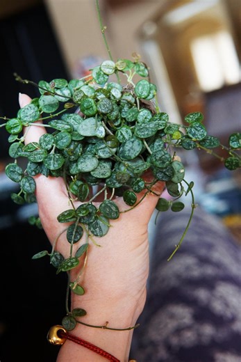 Hoya Serpens Silver/splash - Etsy