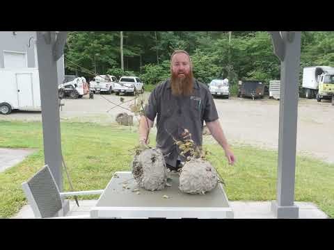 Same Day Wasp & Bee Treatment | Erdye's Pest Control