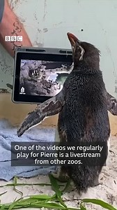 888K views · 46 reactions | Pierre's got feather problems, which means he can't go back into the wild and is in isolation at an Australian zoo. To make sure he doesn't get too lonely, he's watching Pingu and livestreams of other penguins. It's hoped he can be re-homed and find some real life friends soon | Newsbeat | Facebook