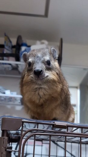 Pablo the Hyrax | A few semi real facts about Awawas written by a rock hyrax #hyrax #awawa #rockhyrax #capehyrax #cute #hyraxcore | Instagram