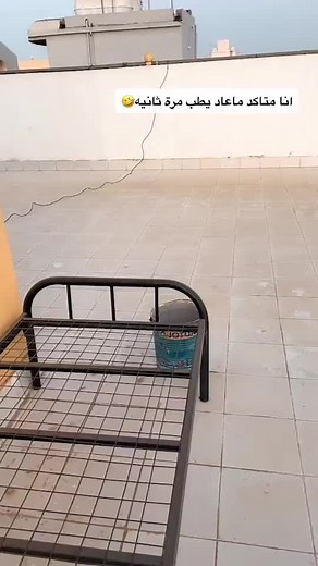 Playful Cat Walking and Jumping Outdoors