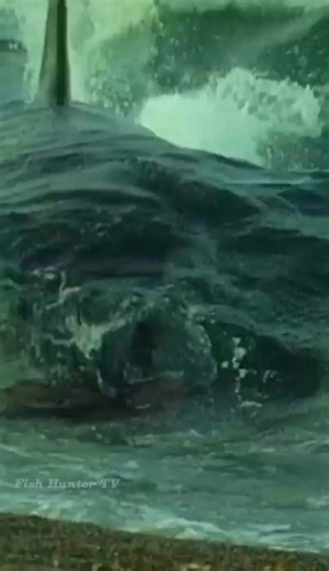 67K views · 608 reactions | Killer Whale Attacks Seals On Beach 玲 . . #killerwhale #orca #orcawhale #sealions #oceanlife #marinelife #FishHunterTV | FishLife world TV | Facebook