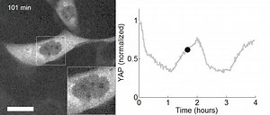 File:Optogenetic-control-of-cellular-forces-and-mechanotransduction-ncomms14396-s12.ogv - Wikimedia Commons