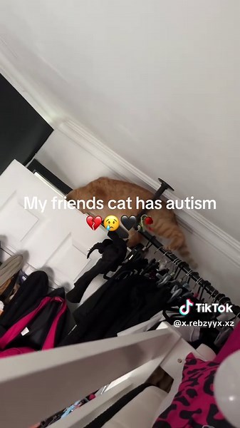 Understanding Autism in Cats: A Deep Dive