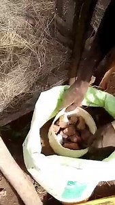 Creating the Sack Bag for home farming There are several crops that can be planted in sack bag eg Yam, Tomato, potatoes, pepper, cucumber, cabbage, carrot etc The sack save a lot of space while giving plenty yields Depending on the size of sack, some sack can take 30 plants, 50 plants etc That's in a tiny space while using less water Here we are filling the inside with stone to create air space for the water to get to the base Like wise the stone can not hold water thereby reducing the quantity 