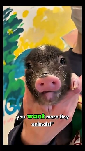 Miniature Pigs: The Cutest Smartest Tiny Animals on Earth 🐷🔥 (You Won’t Believe This!)”