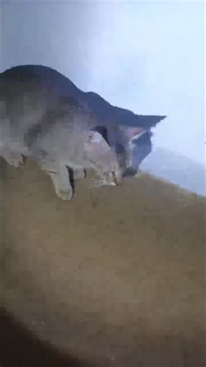 meena new kittens live