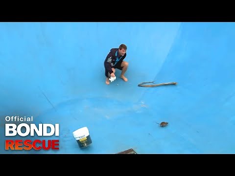 The Rat Rescue | Bondi Rescue S8 E7