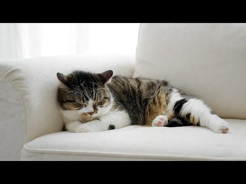 LIVE 🐱 Dreamy Cat Sleeping While Listening to Soft Piano Music for Bedtime Relaxation 🐱 | Season 3