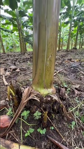 Pisang Tanduk, kaya serat baik untuk pencernaan#shorts