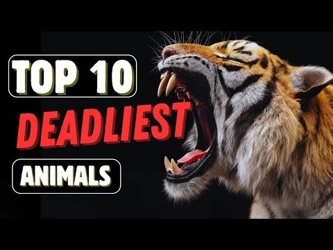 Top 10 Deadliest Predators in the Animal Kingdom🐅🐍🦈