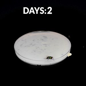 3.8M views · 23K reactions | I Really do a Lot for Science #timelapse #food | Time Treats | Facebook