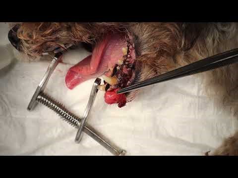 Epulis in a Dog | Gingival Mass Excision with Laser Surgery