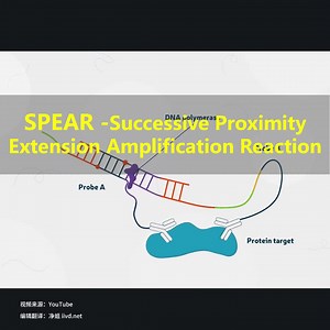 SPEAR-Successive Proximity Extension Amplification Reaction